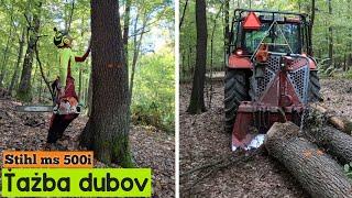 Abholzung von Elite-Eichen mit Stihl ms 500i + neuem Stihl ms 462 , Amles, Zetor, Arbeit im Wald