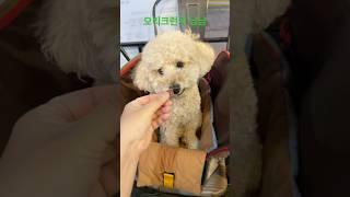 엄빠랑 외식 #강아지 #토이푸들 #산책 #반려견 #외식 #poodle