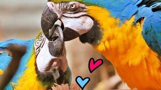 Parrots: Unveiling the Wonders of the Avian Realm