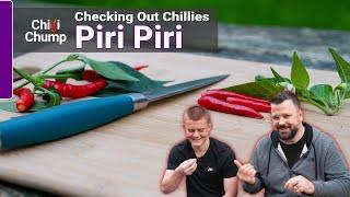 Piri Piri - Episode 14: Checking out Chillies with ChilliChump