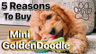 TOP 5 REASONS WHY YOU SHOULD BUY A MINI GOLDENDOODLE