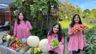 London's BIGGEST Desi Vegetable Harvest of 2024 EXPOSED!