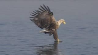 Sielmanns heimische Tiere - Der Seeadler