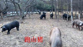 20241109-小伙大森林里养黑猪，200多头猪满山跑，这种服装条件让人羡慕