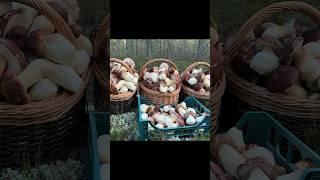 Вы должны ЭТО увидеть! Вот так  надо искать грибы!