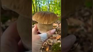#funghi  #mushroom #гриби #houby #hongos #เห็ด  #Грибы #mantarlar  #cogumelos #fungi  #nấm  #setas