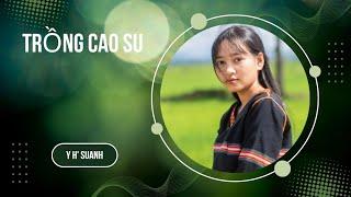 Pơ Jing Cao Su - (Trồng Cao su) Y H'Suanh