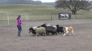 Herding test, rough collie 10 months old.