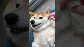 Cuteness Overload Shiba