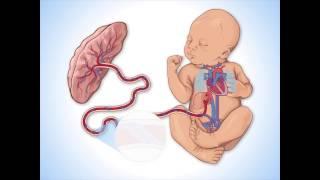 Fetal Circulation - Fundamentals of Fetal Health Surveillance