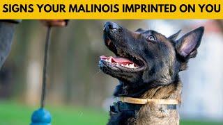 5 Signs Your Belgian Malinois Sees You as Their Parent