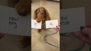 He had the best day #dachshund #dog #puppy #dachshundpuppy