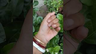 The largest shiny beetle I have ever found #nature #funny #shorts