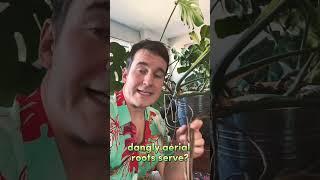 Monstera Houseplant Care - Aerial Roots Removal. #shorts #homegarden #plantcare #hack #plantdaddy