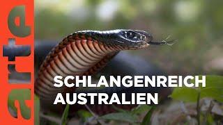 Australiens Schlangen - Giftig und gefährlich | Doku HD Reupload | ARTE