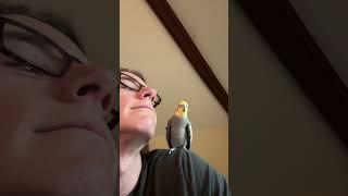  my buddy #birdsoftiktok #parrot #Tatcha #pet #fyp #cutebirdvideos #birdwatching #cockatiel