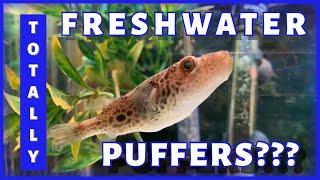 10 TOTALLY FRESHWATER PUFFERS!