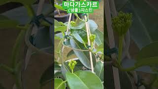 #은혜화훼판매장 #마다가스카르 자스민#넝쿨자스민