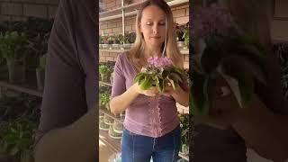 А какие ваши вложения? #flowers #цветы #сад #фиалки