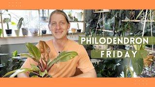 IT'S PHILODENDRON FRIDAY! | Prince of Orange