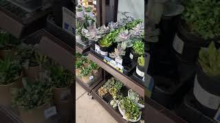 Succulents Galore! | #miniplant | #accent | #shorts | #florida | #lowes | #venturesfan