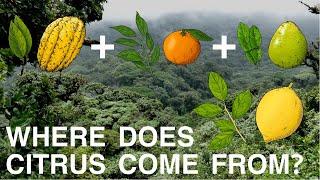 The History and Evolution of Citrus (Documentary)