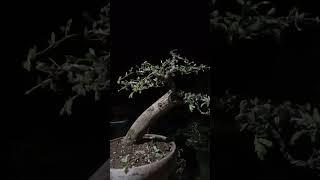 Bonsai #shorts #bonsai