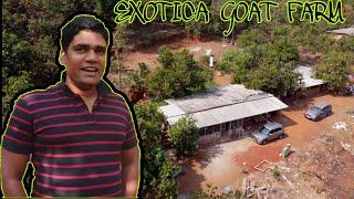 Exotica Goat farm | Exotica Agro | Dapoli • Part 1