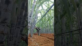 Sugarcane Farming #satisfying #shortsvideo