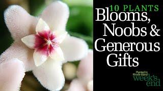 10 PLANTS   BLOOMS, NOOBS & GENEROUS GIFTS - H carnosa Krinkle-8, H meredithii, H callistophylla...