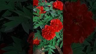 Red peony flowers #beautiful #flower #garden #shorts