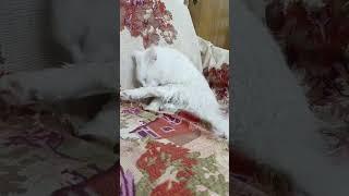 Cute Cat  #shortvideo