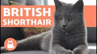 British Shorthair Cat - CHARACTERISTICS and CARE