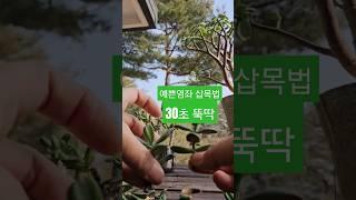예쁜염좌 다육이 삽목법 #염좌 #삽목