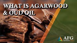 What is Agarwood & Oud Oil