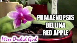 Phalaenopsis bellina 'Red Apple'