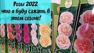 Розы 2022. Какие сорта я буду сажать в этом сезоне. Закупка с #ЦветиЧувашия от Волжский сад.