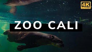 Zoológico de Cali (Colombia) 4K