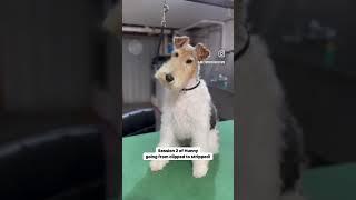 Wire Fox Terrier Transforms! Read description for more! #petgrooming #cutedog #foxterrier #terrier
