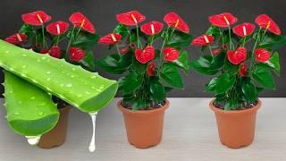 Is your Anthurium not flowering? Let's do this now | Wonder Garden