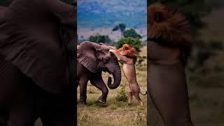 lion Believed in himself and Attacked the Elephant Alone #leuser #lionhead #wildlife