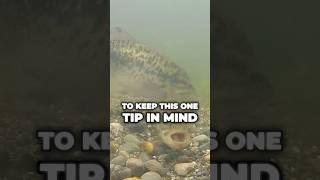 How to Catch Bass on Beds THE RIGHT WAY!  #fishing