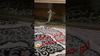 #reptiles #snake #explore #animalsEgypt snake  Arabian Cobra  #اكسبلور