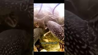 интересные факты о щуке #рыбалка #рыбалканащуку #fishing #жерлицы #щука #бешеныйклёв  #спиннинг