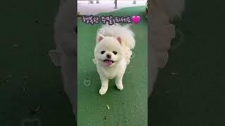 5월18일 오늘의주인공 #샤샤의하루 #예쁜강아지 #뽀메 #shorts
