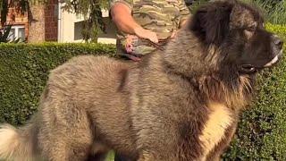 Caucasian Shepherd Variations 