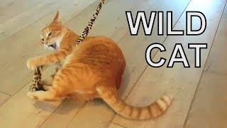 Alvi cat : senior cat gets wild