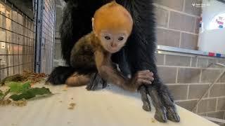 Meet Rhubarb, the newest Francois' langur baby at the Saint Louis Zoo