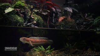 Two years Snakehead Fish Underwater CAVE AQUATERRARIUM