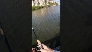 Black Drum Fishing